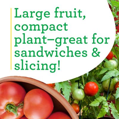 Image showing  Better Bush Tomato 2.5 gal. Cage, Live Plant