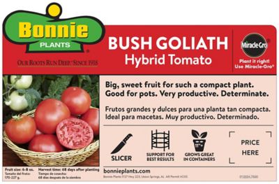 Image showing  Bush Goliath Tomato 2.5 gal. Cage, Live Plant