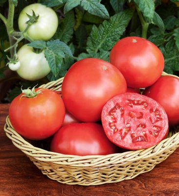 Image showing  Bush Goliath Tomato 2.5 gal. Cage, Live Plant