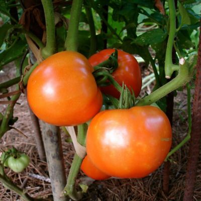 Image showing  Bush Goliath Tomato 2.5 gal. Cage, Live Plant