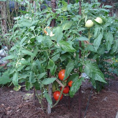 Image showing  Bush Goliath Tomato 2.5 gal. Cage, Live Plant