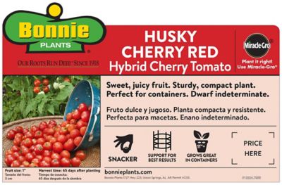 Image showing  Husky Cherry Red Tomato 2.5 gal. Cage, Live Plant