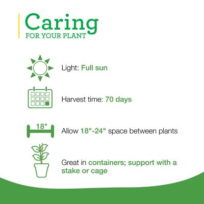 Image showing  Patio Tomato 2.5 gal. Cage, Live Plant