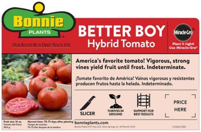 Image showing  Better Boy Tomato 2.5 gal. Cage, Live Plant