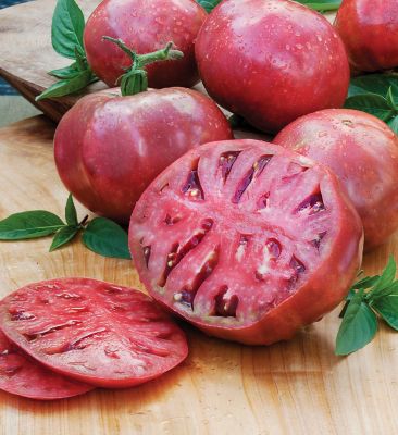 Image showing  Cherokee Purple Heirloom Tomato 2.5 gal. Cage, Live Plant
