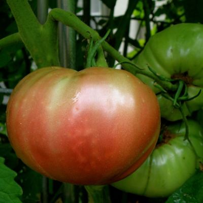 Image showing  Cherokee Purple Heirloom Tomato 2.5 gal. Cage, Live Plant