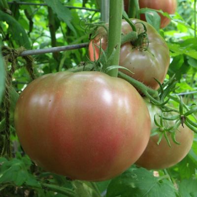 Image showing  Cherokee Purple Heirloom Tomato 2.5 gal. Cage, Live Plant
