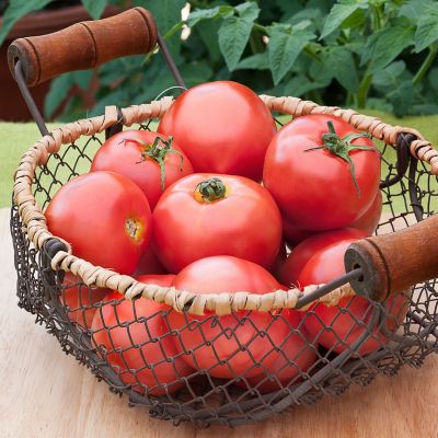 Image showing  Bush Early Girl Tomato 2.5 gal. Cage, Live Plant