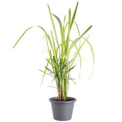 Bonnie Plants 8 in. Potted Lemongrass Plant