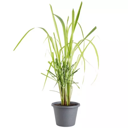 Bonnie Plants Lemongrass Plant in 8" Pot Herb Plants