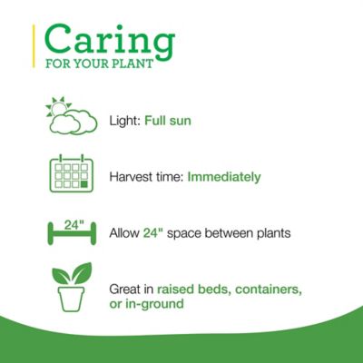 Image showing  8 in. Potted Lemongrass Plant