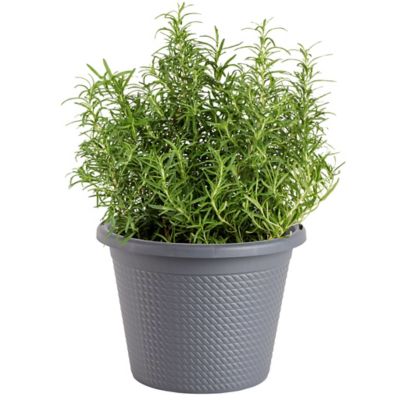 Bonnie Plants 8 in. Potted Rosemary Plant