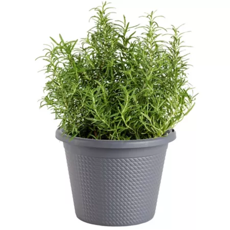 Bonnie Plants Rosemary Plant in 8" Pot Herb Plants