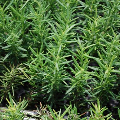 Image showing  8 in. Potted Rosemary Plant