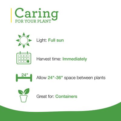 Image showing  8 in. Potted Rosemary Plant