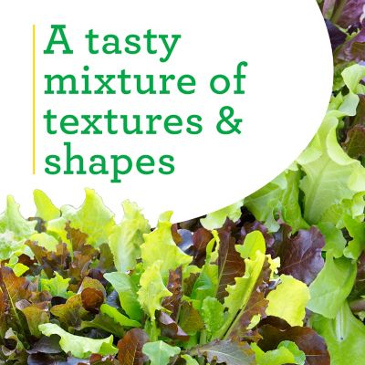 Image showing  Gourmet Salad Mix 8 in., Live Plant