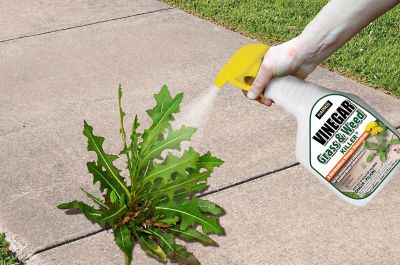 Image showing  32 oz. 1,450-2,900 sq. ft. Vinegar Weed and Grass Killer
