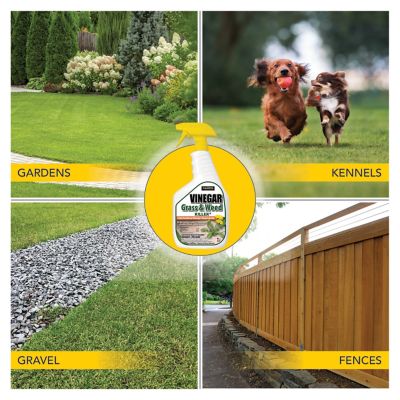 Image showing 5 th Harris 32 oz. 1,450-2,900 sq. ft. Vinegar Weed and Grass Killer