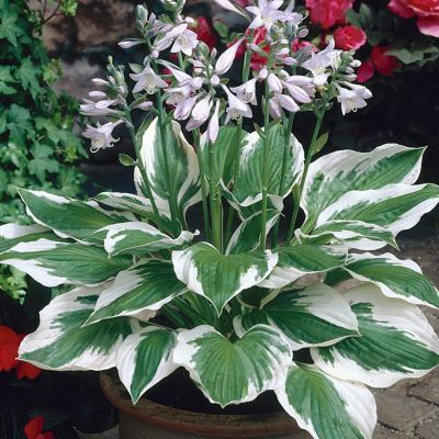 Image showing  Patriot Hosta Plant Mix, 3 Roots
