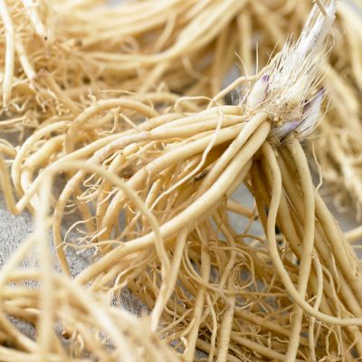 Image showing  Patriot Hosta Plant Mix, 3 Roots