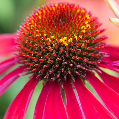 Image showing  Cheyenne Spirit Echinacea Plant Mix, 5 Roots