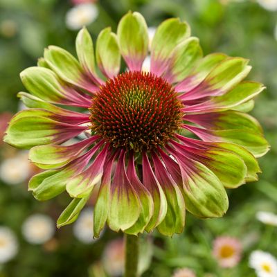 Image showing  Green Twister Echinacea Plant Mix, 3 Roots