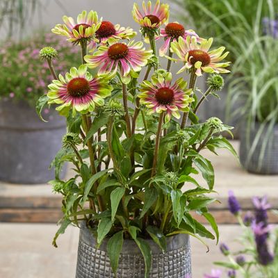 Image showing  Green Twister Echinacea Plant Mix, 3 Roots