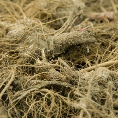 Image showing  Green Twister Echinacea Plant Mix, 3 Roots