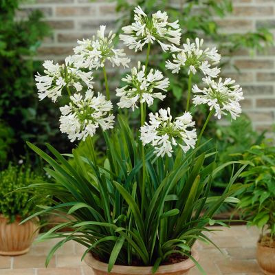 Image showing  White Agapanthus Plant Mix, 3 Roots