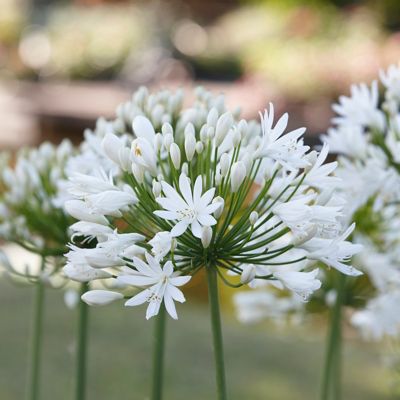Image showing  White Agapanthus Plant Mix, 3 Roots