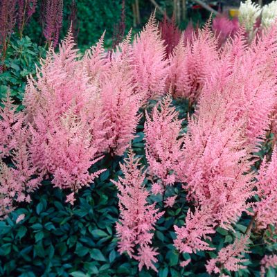 Image showing  Erika Astilbe Plant Mix, 5 Roots