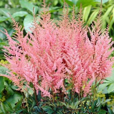 Image showing  Erika Astilbe Plant Mix, 5 Roots