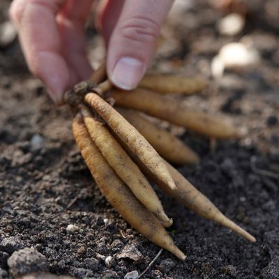 Image showing  Erika Astilbe Plant Mix, 5 Roots