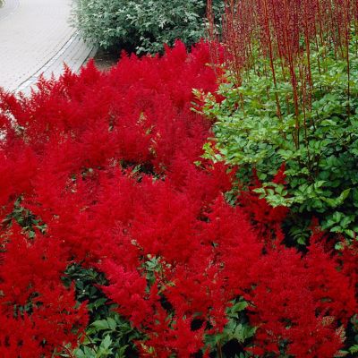 Image showing  Red Sentinel Astilbe Plant Mix, 5 Roots