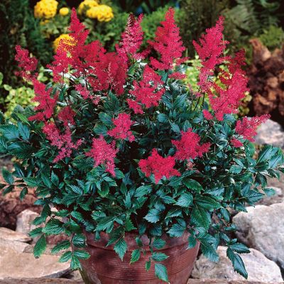 Image showing  Red Sentinel Astilbe Plant Mix, 5 Roots