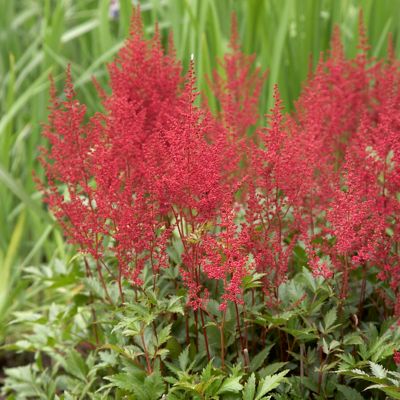 Image showing  Red Sentinel Astilbe Plant Mix, 5 Roots