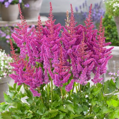Image showing  Visions Astilbe Plant Mix, 3 Roots