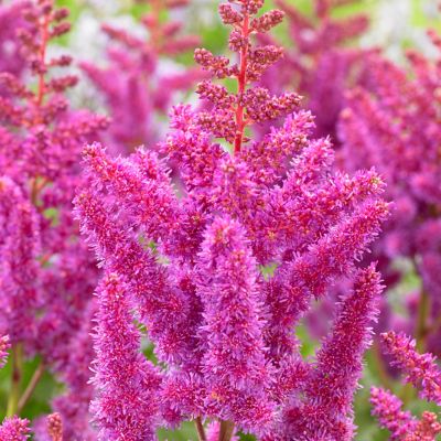 Image showing  Visions Astilbe Plant Mix, 3 Roots