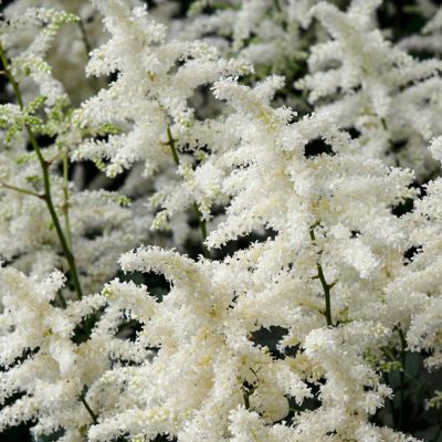 Image showing  Bridal Veil Astilbe Plant Mix, 5 Roots