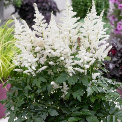 Image showing  Bridal Veil Astilbe Plant Mix, 5 Roots