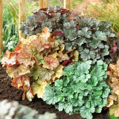 Image showing  Heuchera Plant Mix, 5 Roots