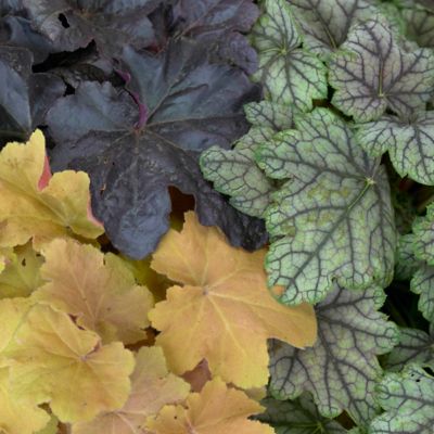 Image showing  Heuchera Plant Mix, 5 Roots