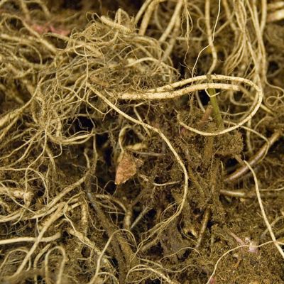 Image showing  Heuchera Plant Mix, 5 Roots