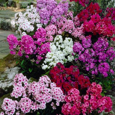 Van Zyverden Tall Phlox Plant Mix, 12 Roots