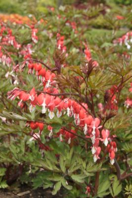 Image showing  Valentine Bleeding Heart Plant, 2 Roots