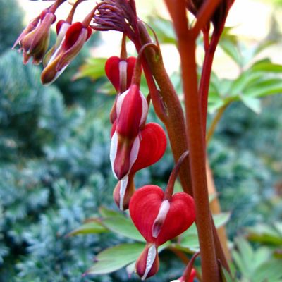 Image showing  Valentine Bleeding Heart Plant, 2 Roots