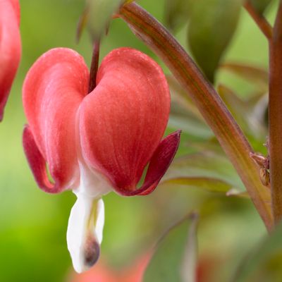 Image showing  Valentine Bleeding Heart Plant, 2 Roots
