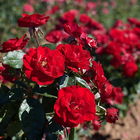 Van Zyverden Europeana Rose Plant