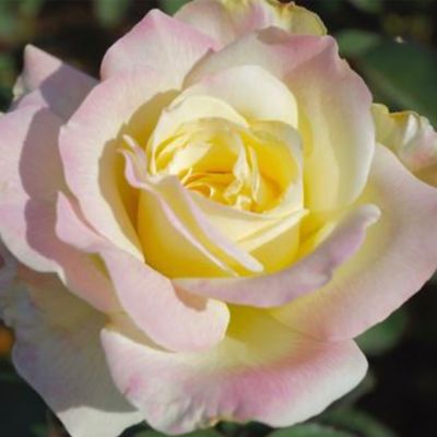 Van Zyverden Garden Party Rose Plant