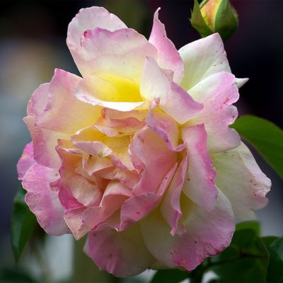 Image showing  Garden Party Rose Plant